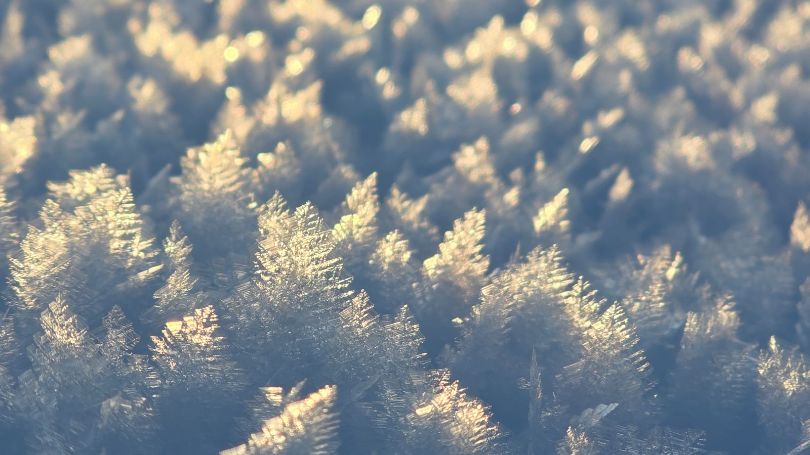 Close-up of feathery frost crystals on snow glowing in warm, low winter sunlight