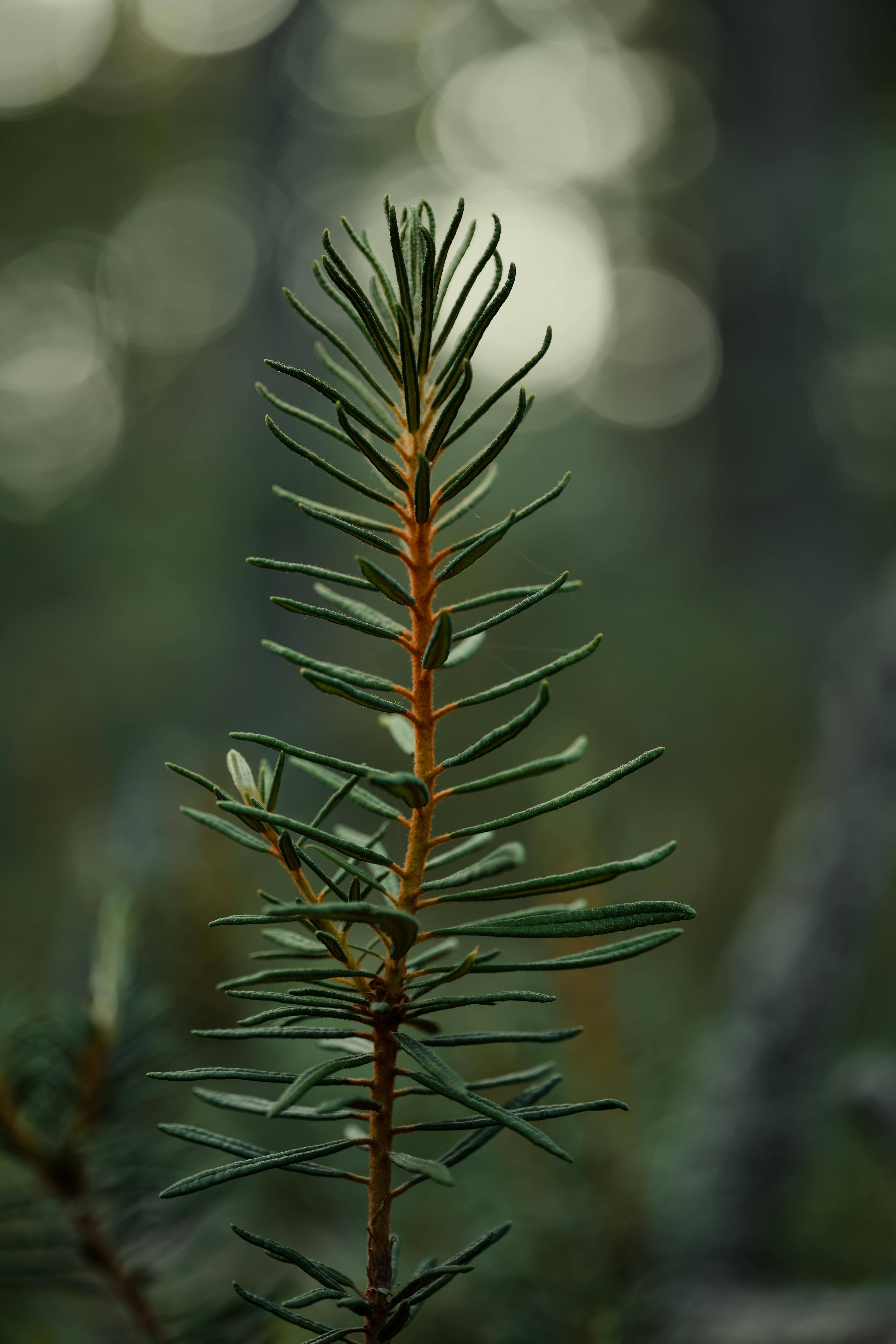 Macro shot of green spruce branch showcasing lush needles outdoors.