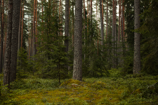 Explore a tranquil pine forest, rich with evergreen foliage and natural beauty, ideal for nature enthusiasts.