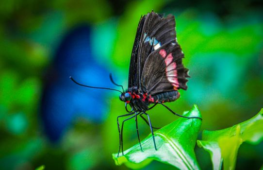 Close-up of a vibrant black butterfly with colorful markings perched on a leaf in a natural setting.