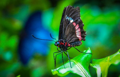 Free Close-up of a vibrant black butterfly with colorful markings perched on a leaf in a natural setting. Stock Photo