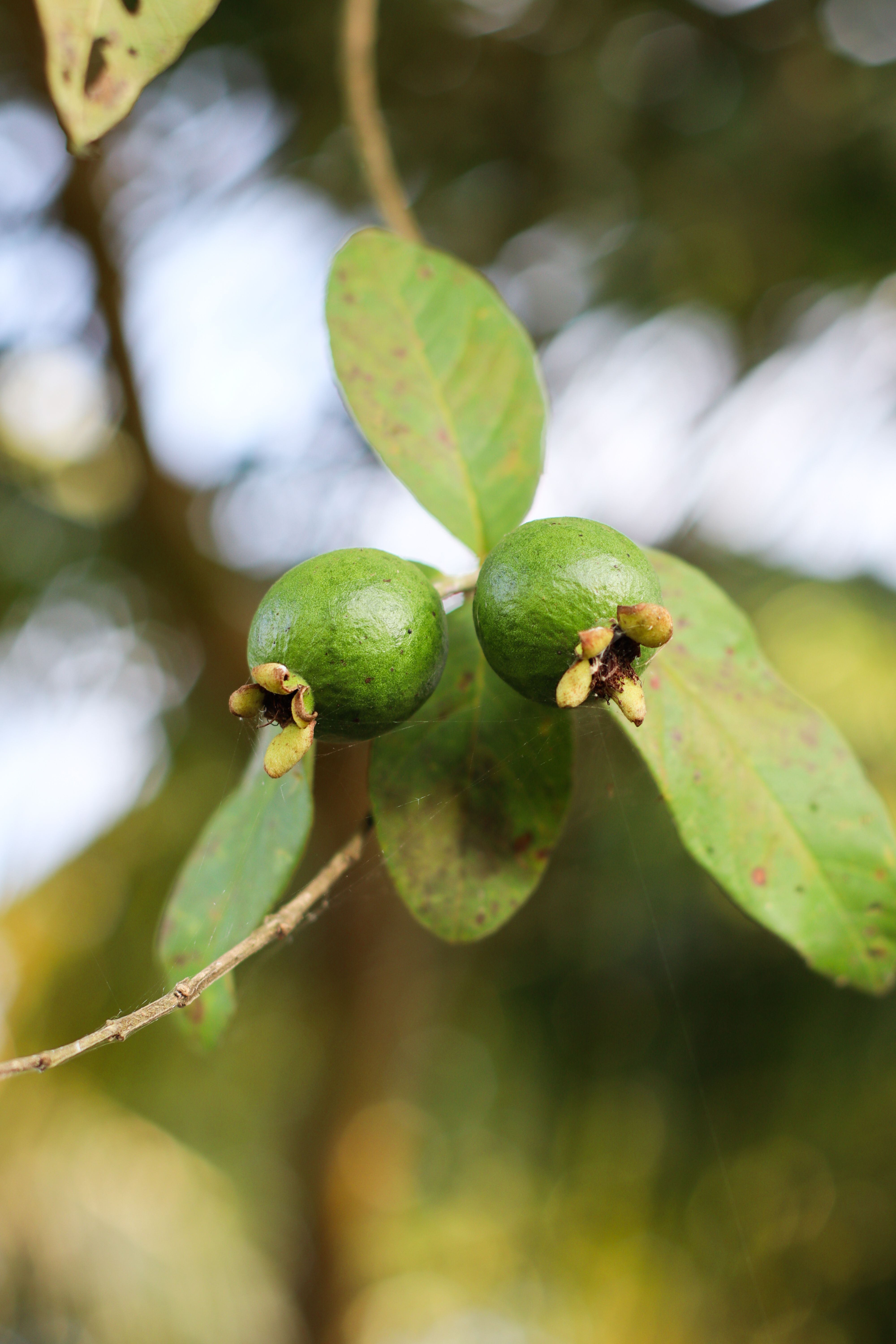 Feijoa