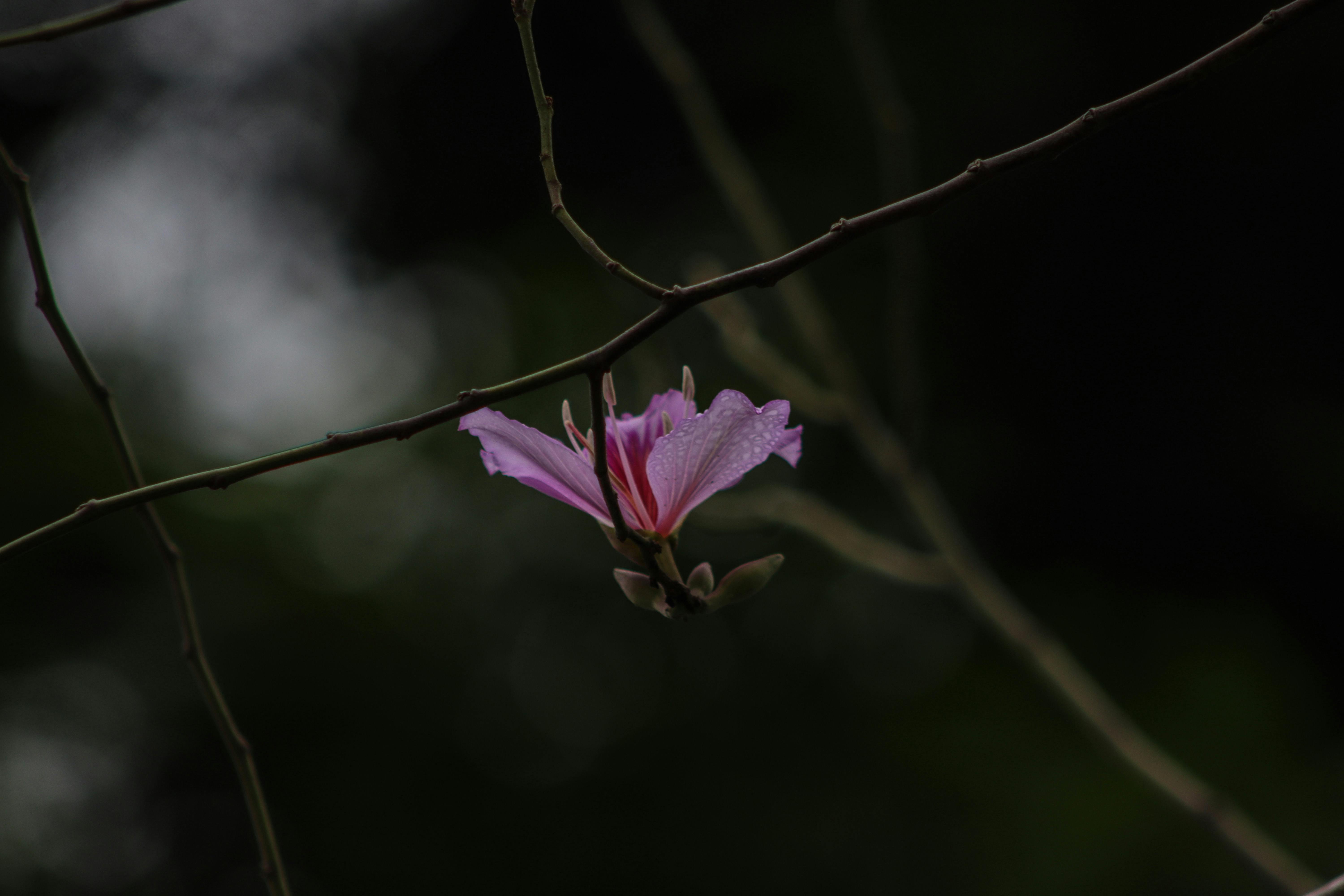 Delicate purple Bauhinia flower in focus against a dark, moody background.