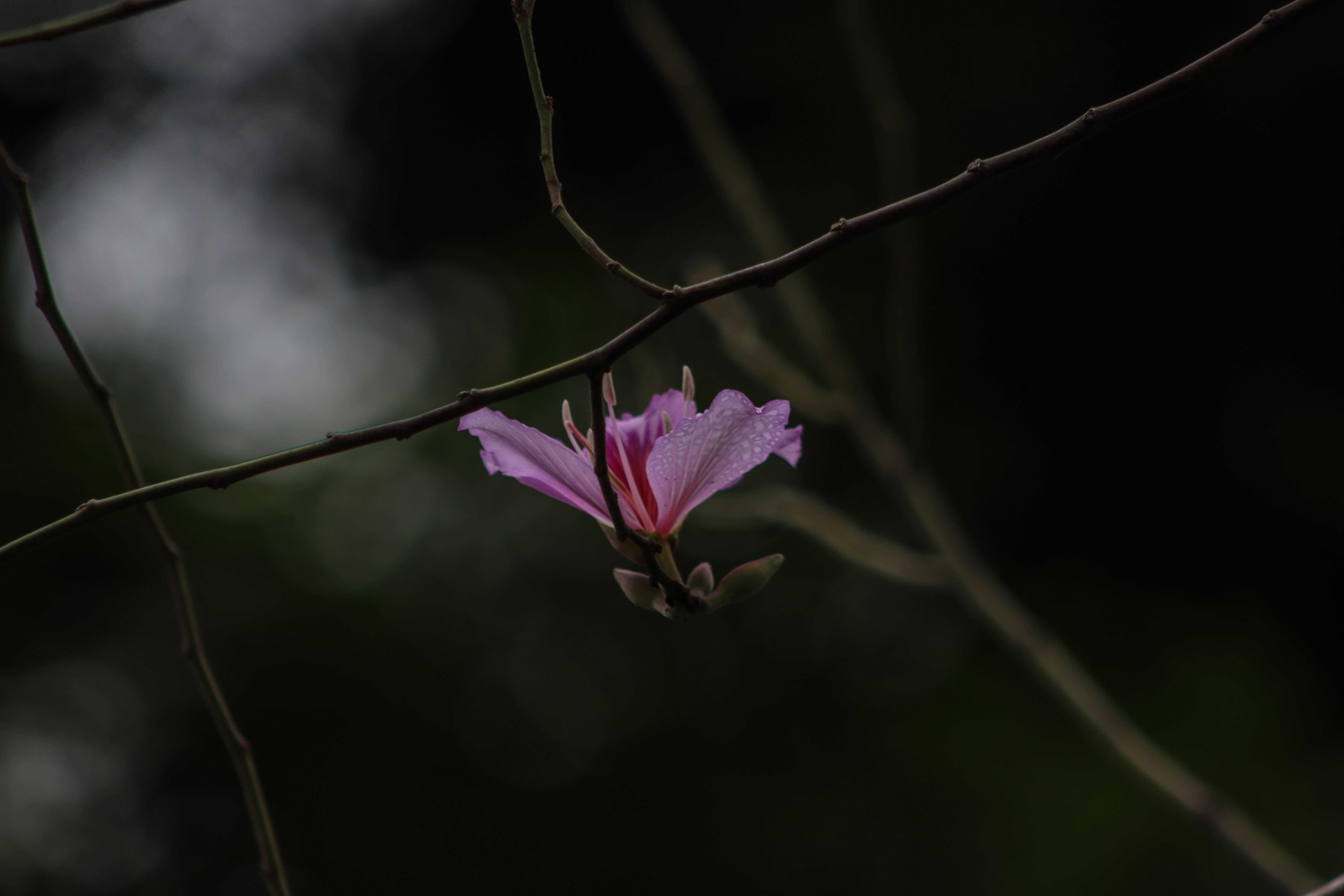 Bàn Bác Sĩ Photos, Download The BEST Free Bàn Bác Sĩ Stock Photos & HD ...
