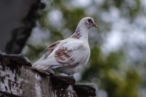 Free A close-up of a beautiful pigeon perched gracefully on a rustic rooftop against a blurred nature background. Stock Photo