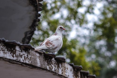 Free White pigeon perched on a weathered rooftop with blurred greenery in the background. Stock Photo