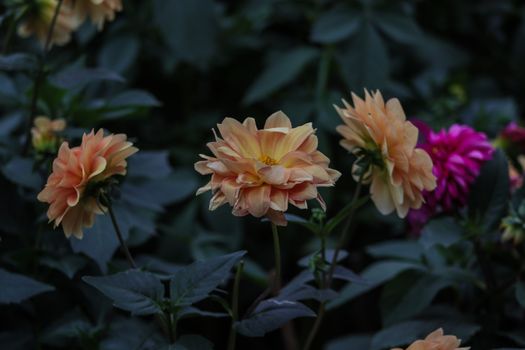 Captivating orange and pink dahlia flowers blooming in lush greenery.