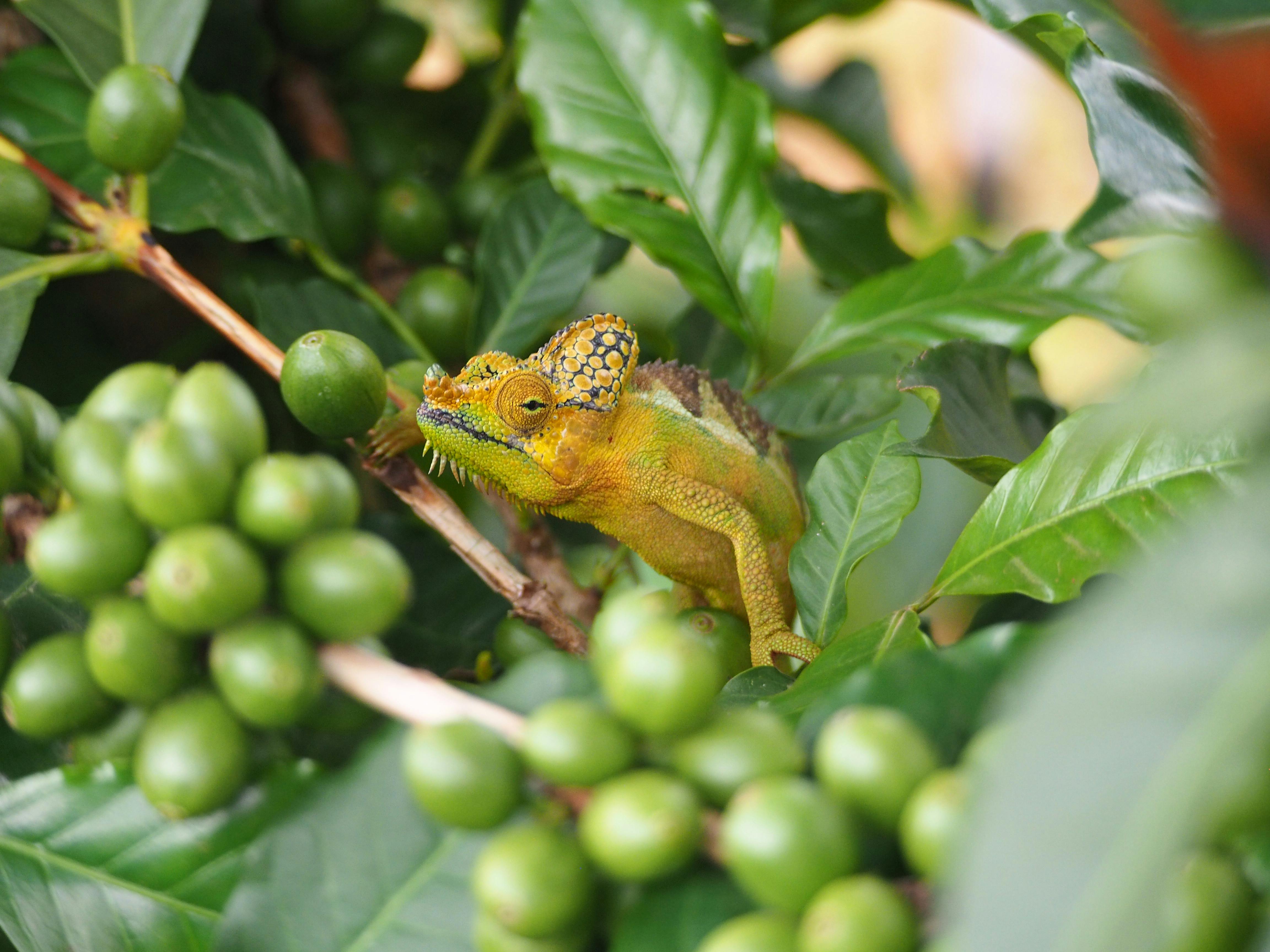 A vibrantly colored chameleon blends in with green coffee berries and leaves.
