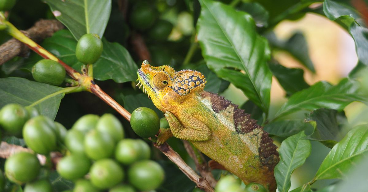 Chameleon blending in with vibrant green coffee plant leaves and berries. - Evidence evidence guide for green-coffee-lipid-profile-meta-analysis