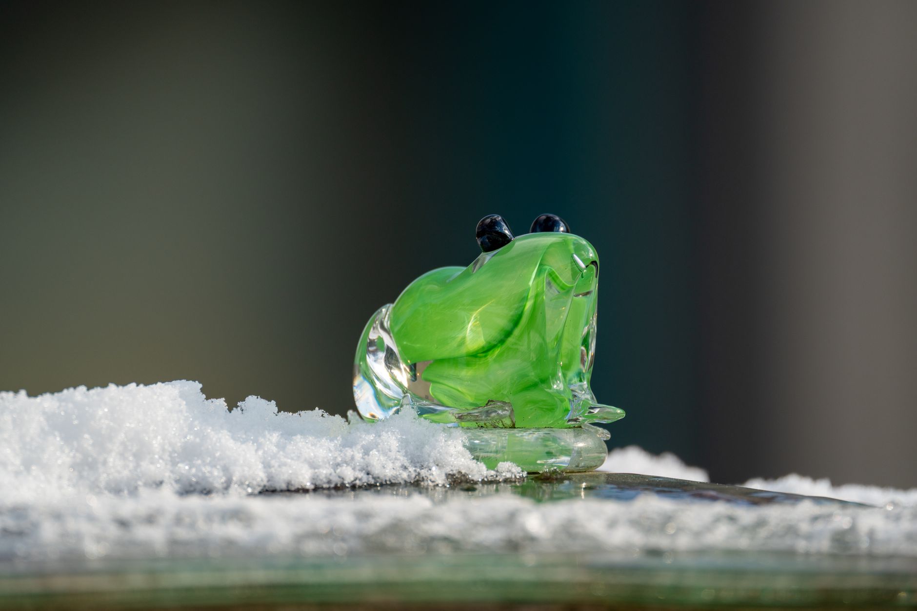 Transparent Frog Lab Is there a transparent frog? - The Institute for Environmental Research ...