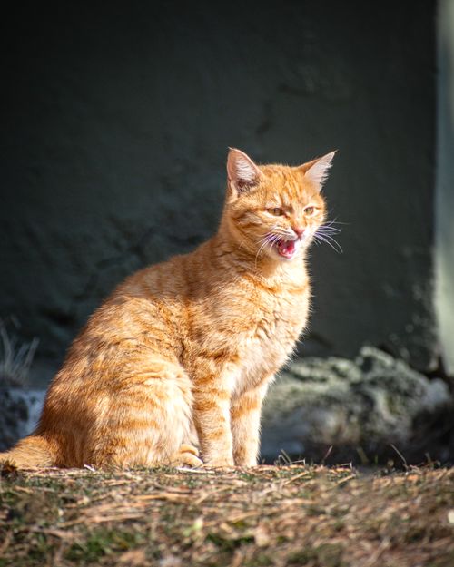 Free A ginger cat sits outdoors yawning under the sunlight, casting shadows around. Stock Photo