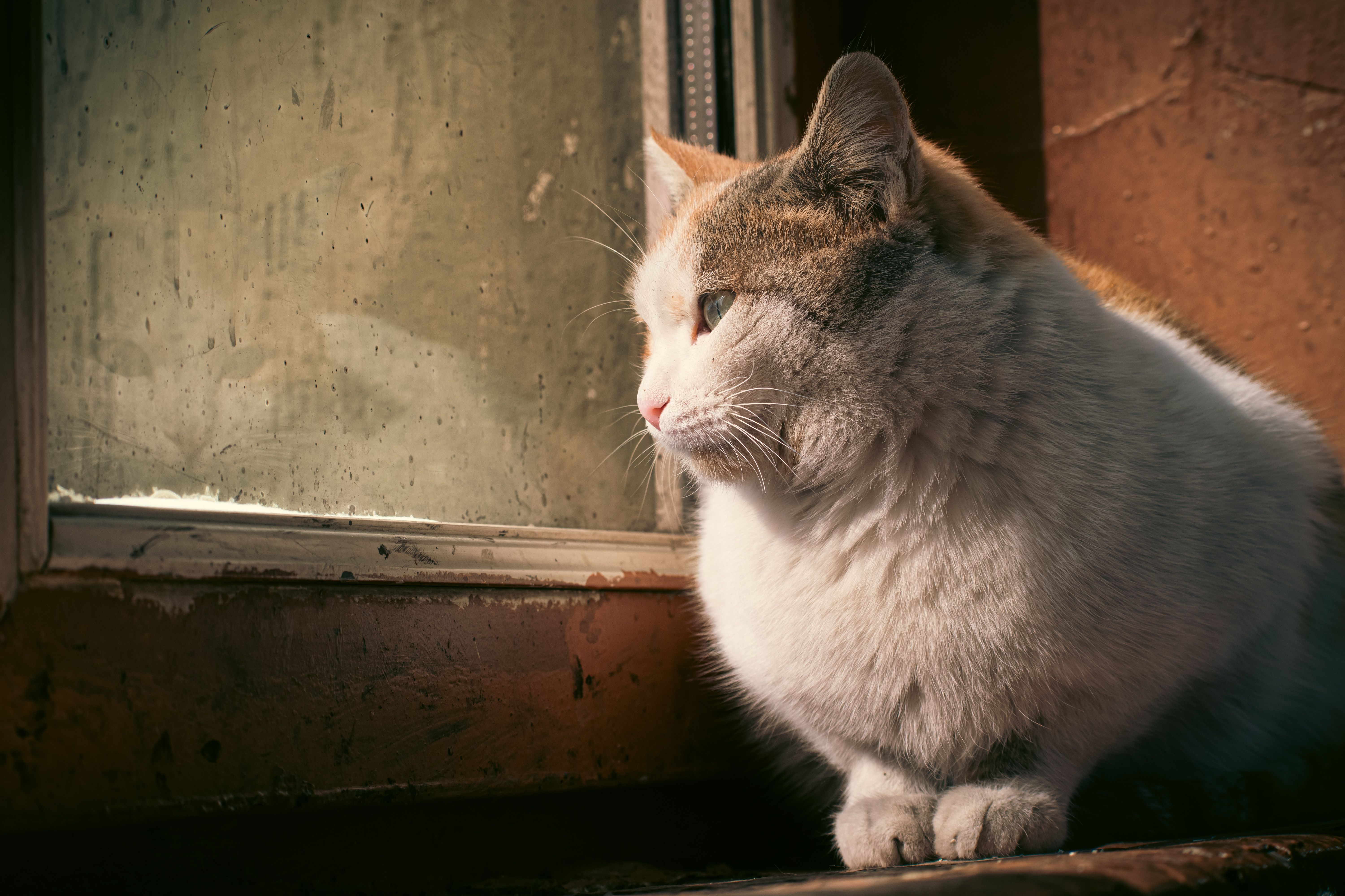 lonely cat home