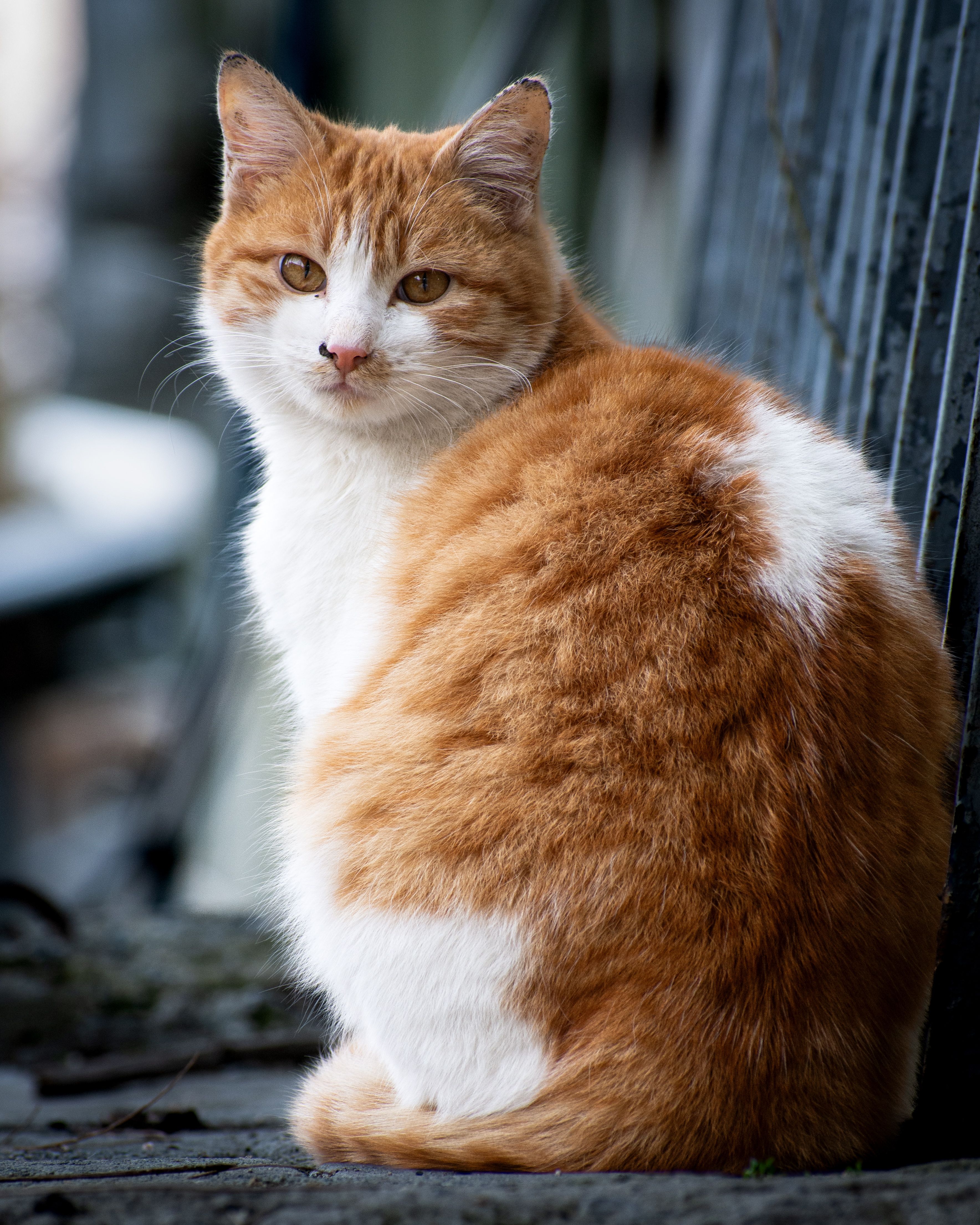 Ginger and White Cat Sitting Outdoors · Free Stock Photo