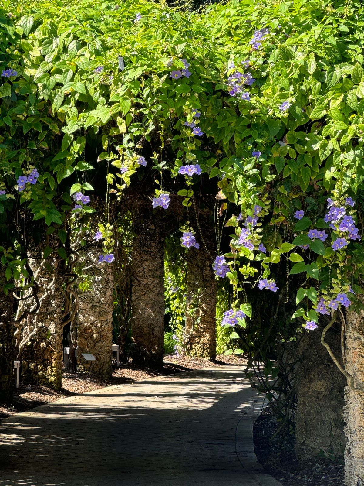 Lush Garden Archway with Blooming Flowers · Free Stock Photo
