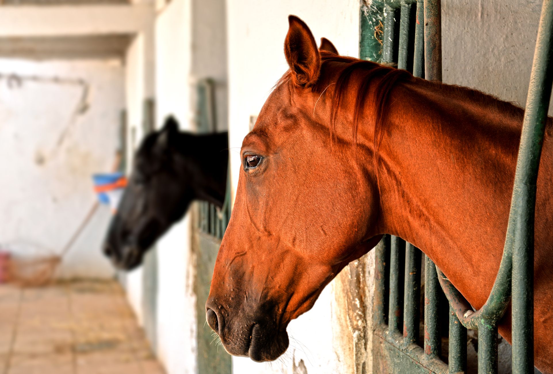 Deens koningspaar verplaatst paarden naar vakantieadres