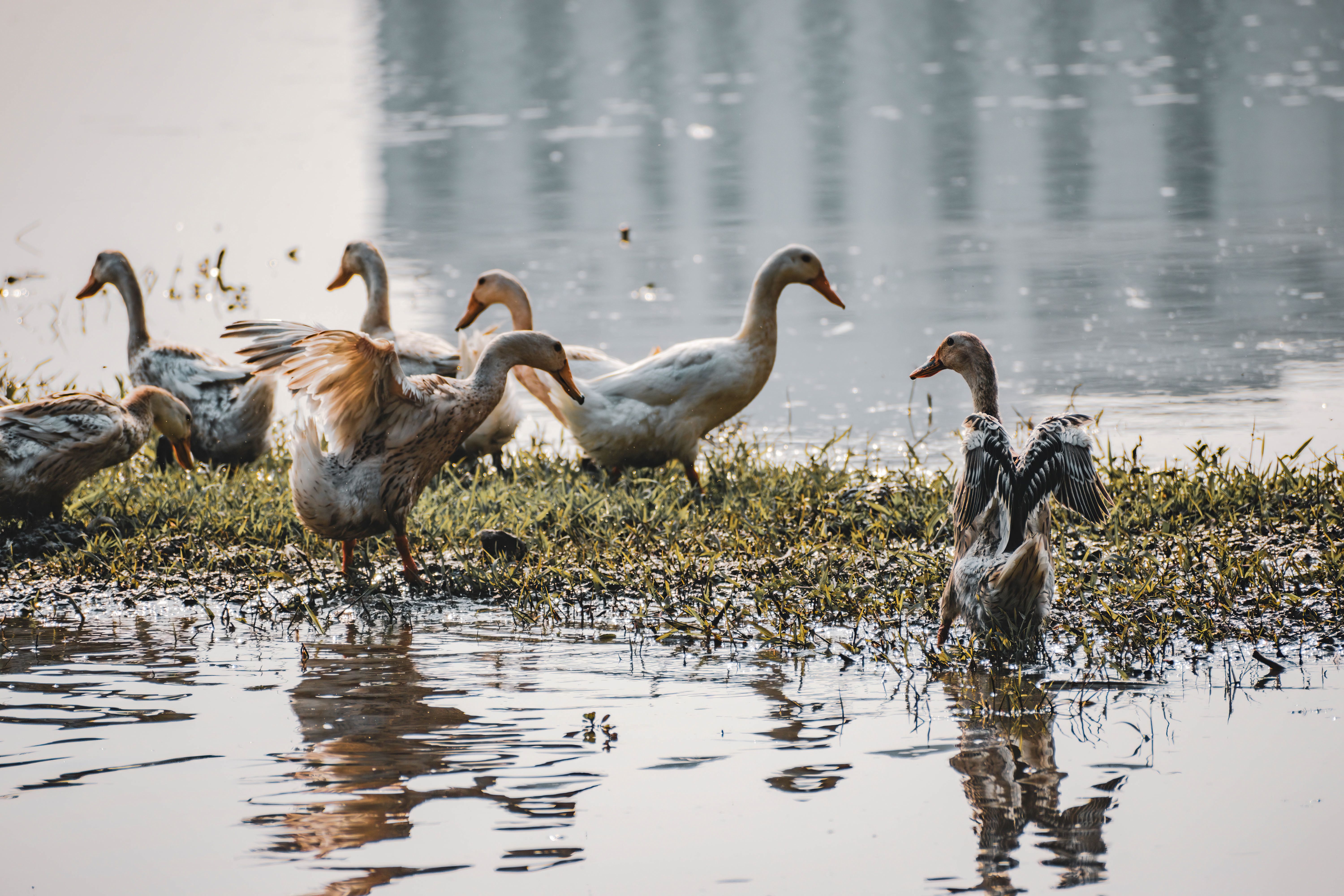 Geese by a Tranquil Lake in Nature Setting · Free Stock Photo