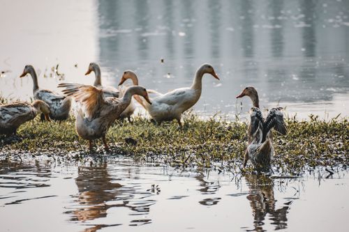 Free A serene scene of geese by a calm lake surrounded by natural scenery. Stock Photo
