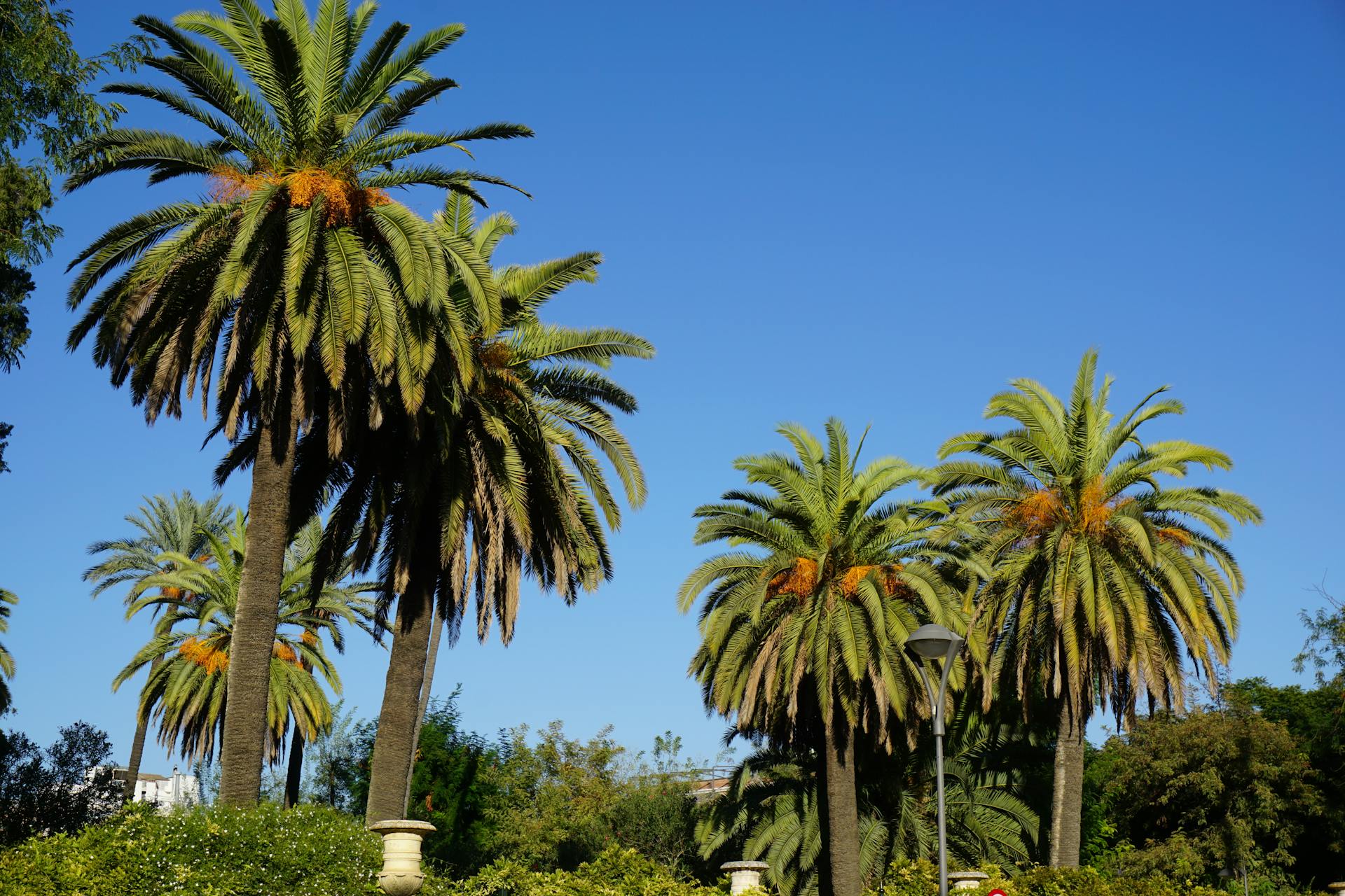 Lush palm trees in a park setting captured on a clear, sunny day.