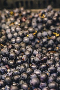 dark purple grapes