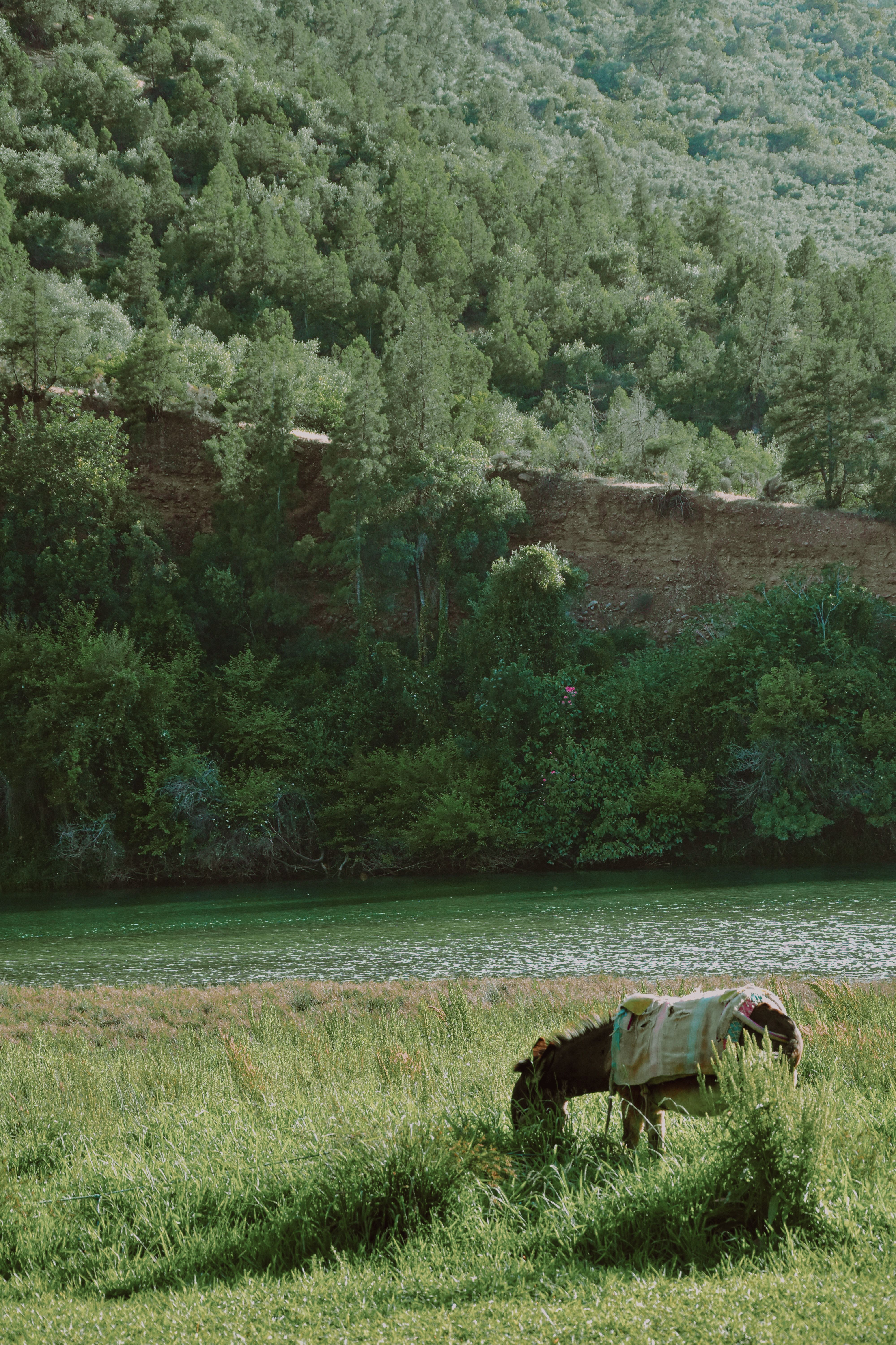 A serene scene of a donkey grazing by a river in Asaka, Morocco, surrounded by lush greenery.