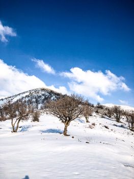 A serene winter scene featuring snow-covered mountains and leafless trees under a clear blue sky.
