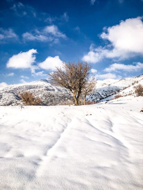 Free A single tree standing amidst a snow-covered mountain landscape. Stock Photo