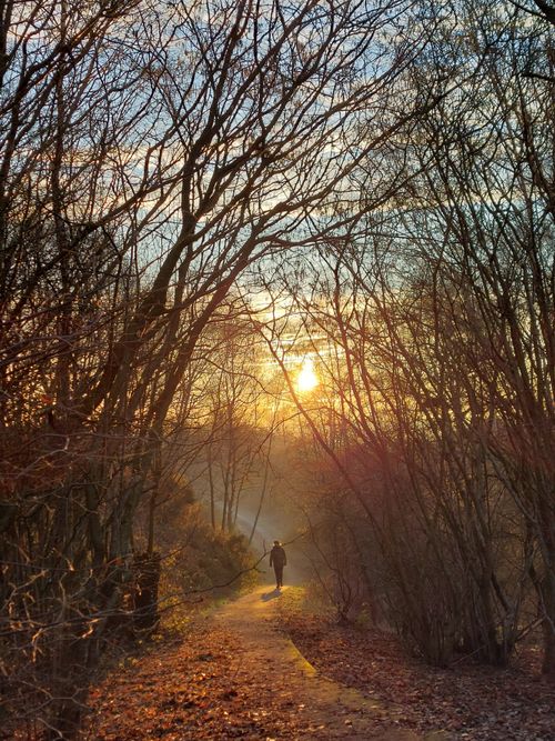 Free A lone traveler walks through a winter forest path at sunrise in Mansfield, UK. Stock Photo