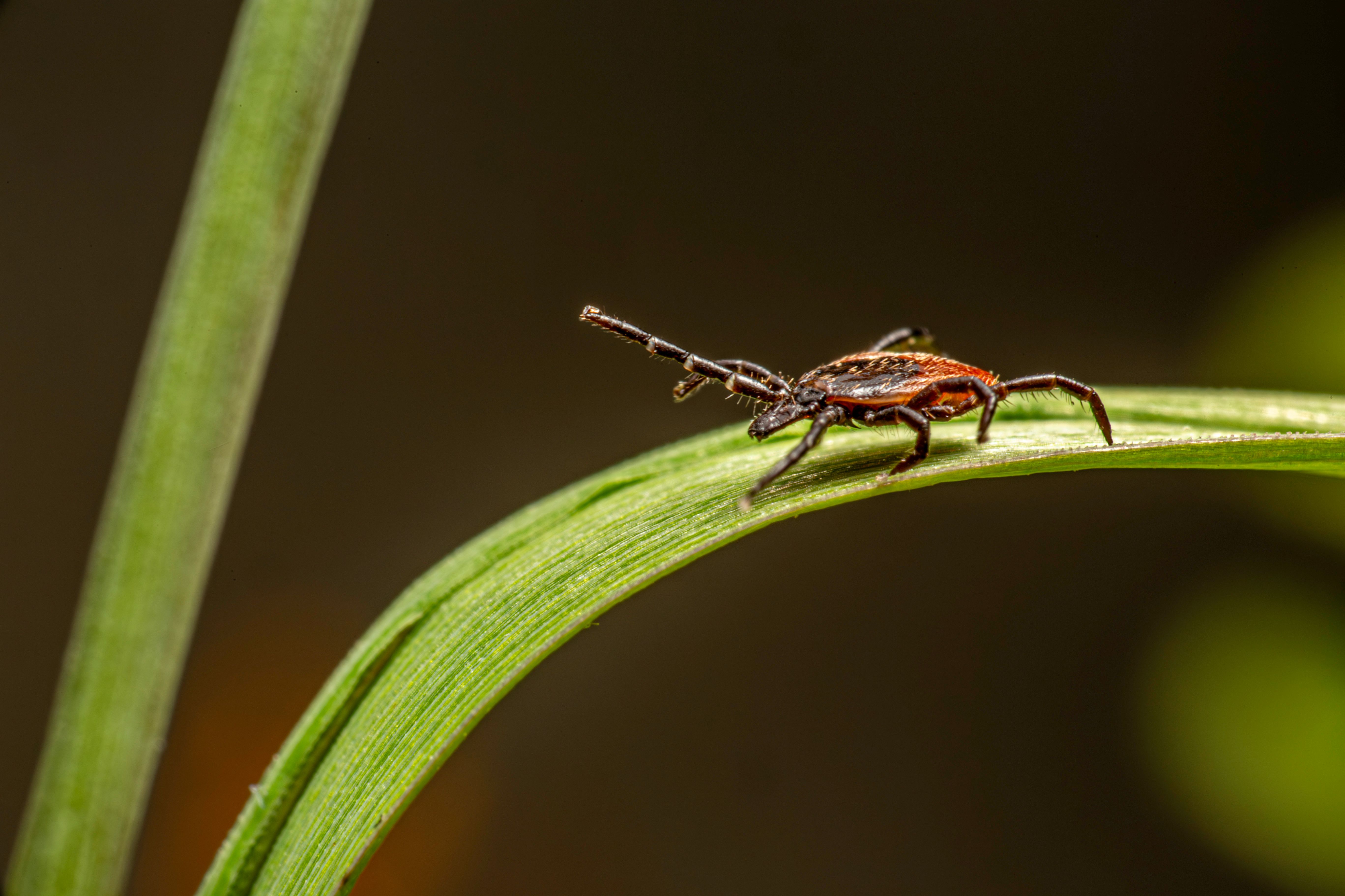 Close macro of castor bean tick on green leaf showcasing details.