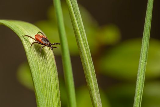 Ontario Man's 10-Day Hospital Stay Is a Tick Warning for Ottawa