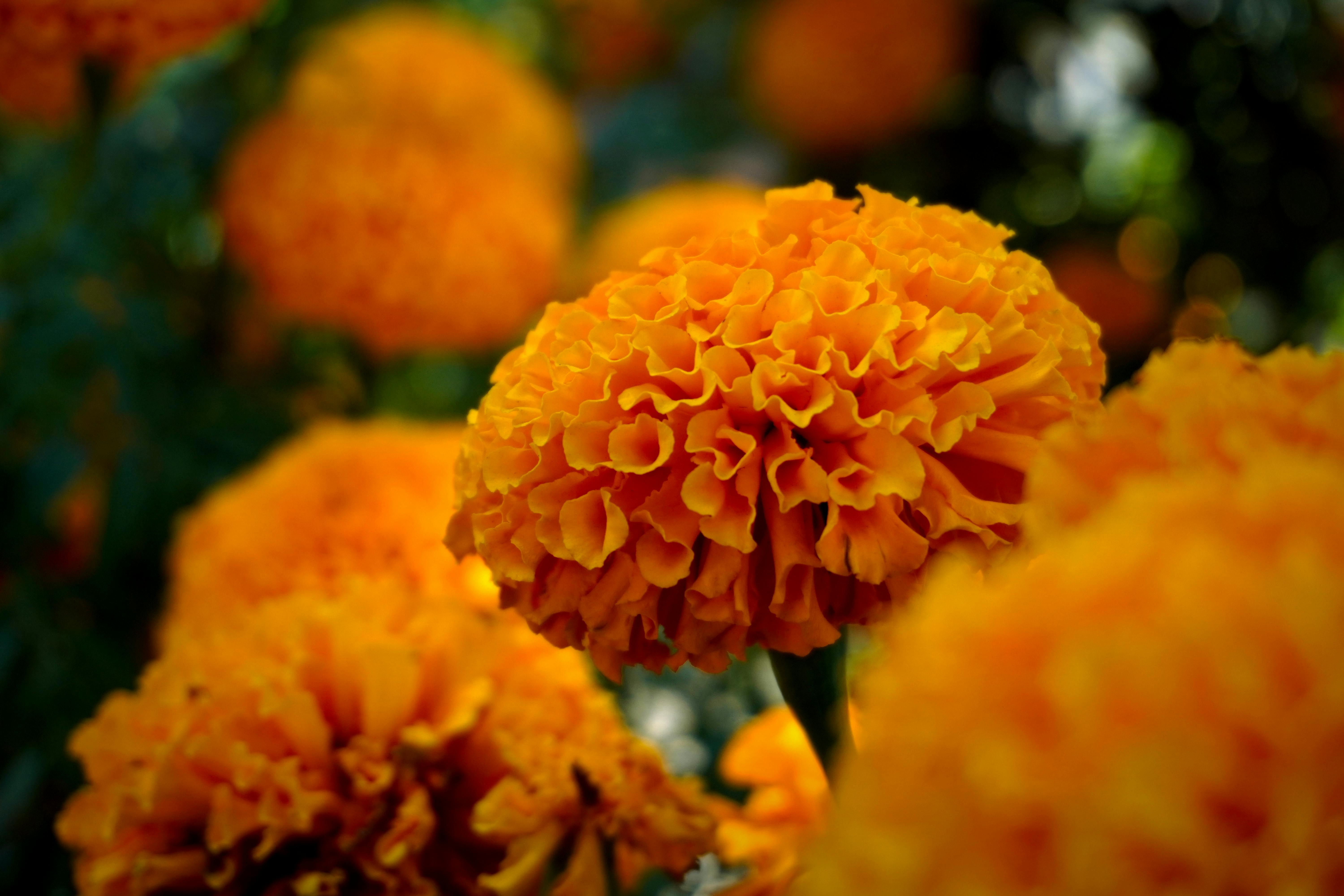 Close-up of vibrant orange marigold flowers in Guadalajara, Mexico.