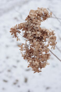 Close-up of dried hydrangea flowers against a snowy backdrop, capturing winter's quiet beauty.