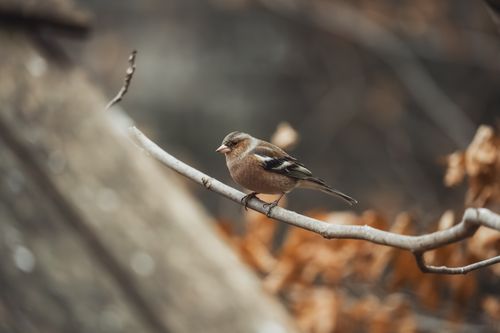 Free A captivating chaffinch perched on a branch in Ljubljana's natural habitat, showcasing wildlife beauty. Stock Photo
