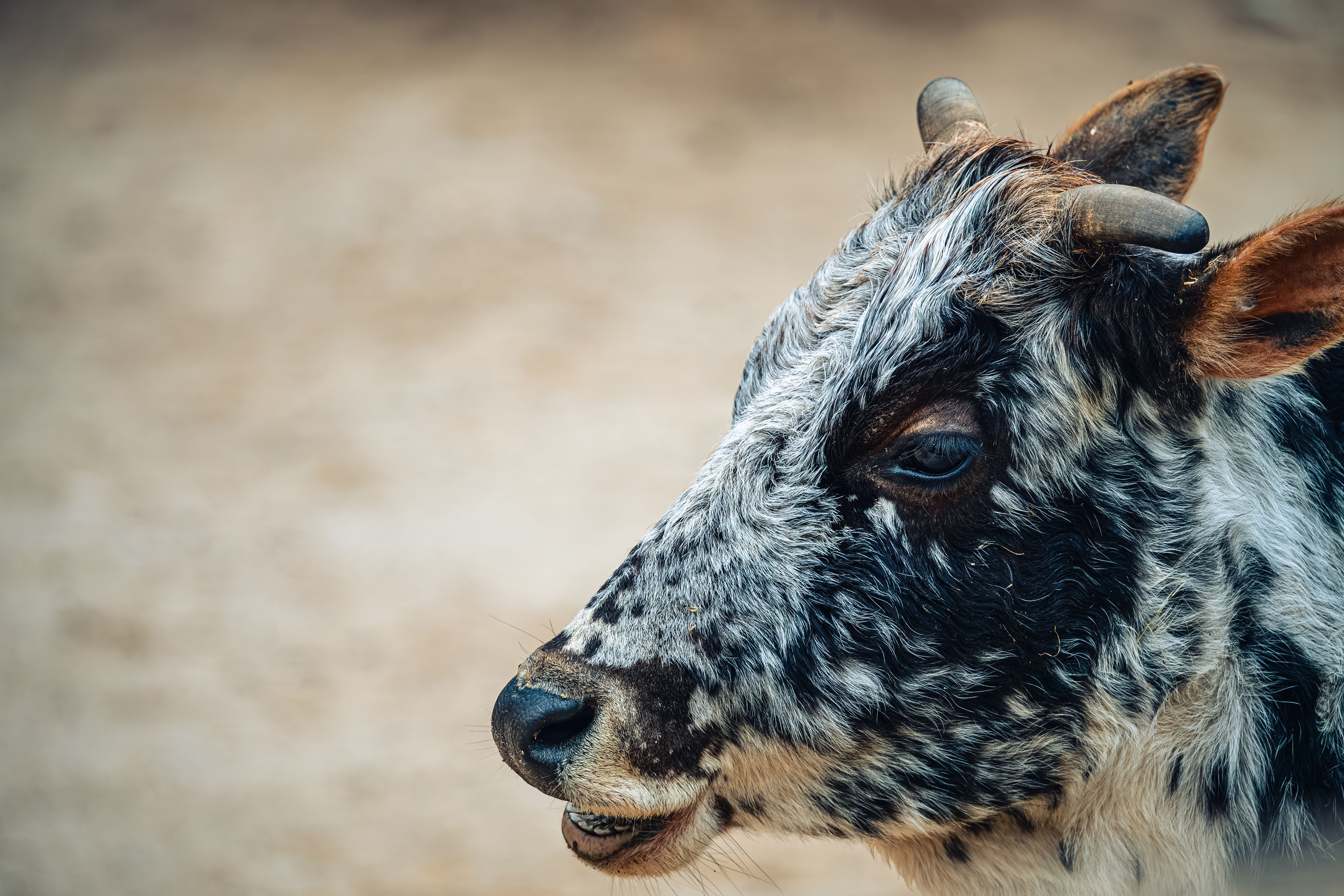 Close-up of a Spotted Cow in Natural Habitat · Free Stock Photo