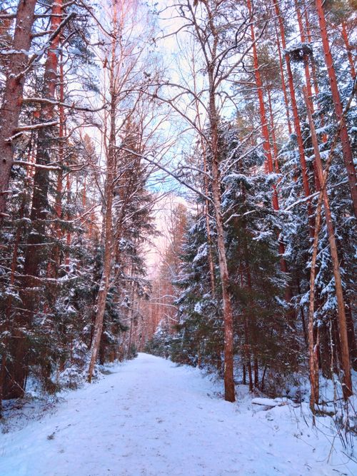 Free A serene winter path in a snow-covered forest with tall trees and serene atmosphere. Stock Photo