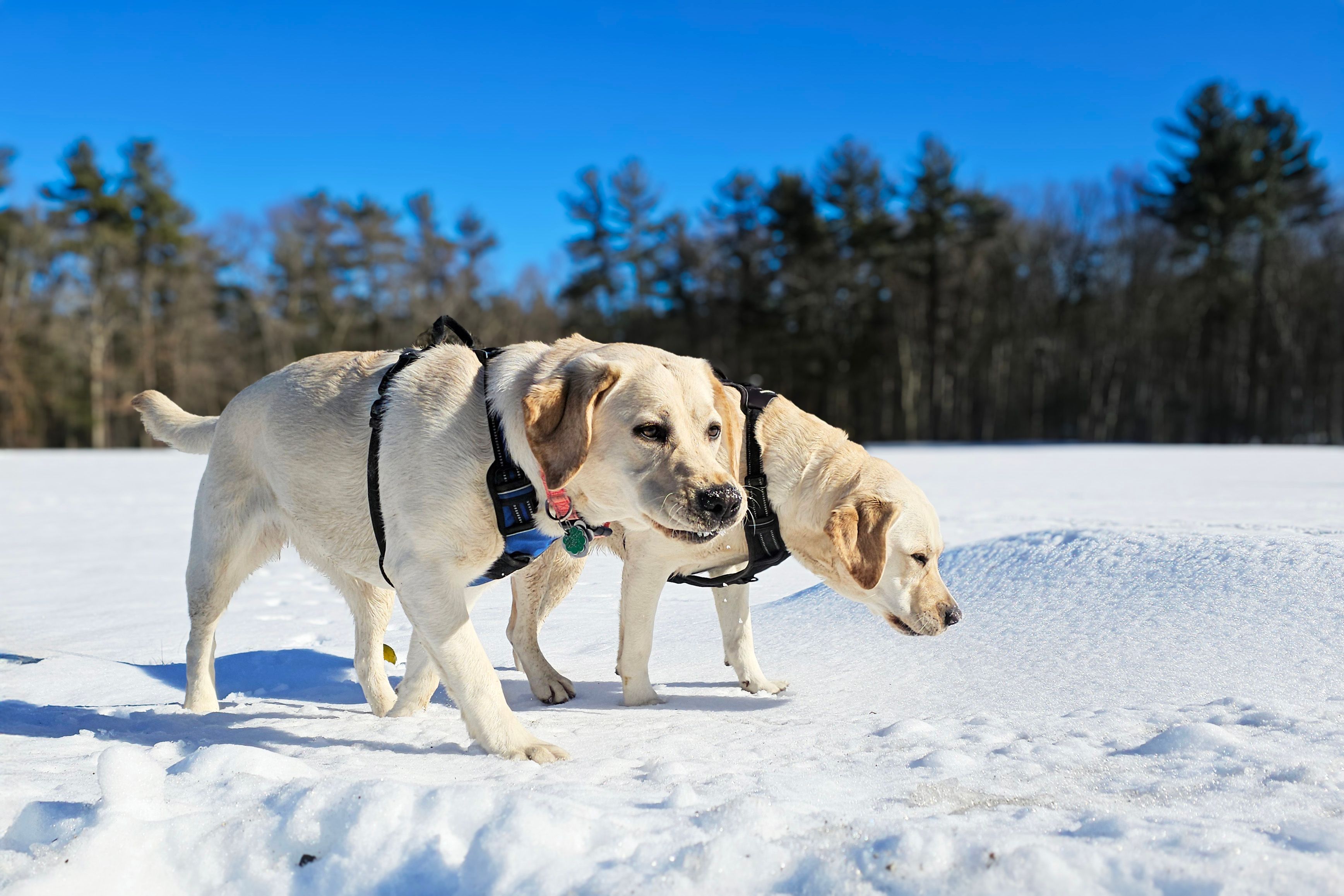 Offseason Dog-Friendly Stays in the Berkshires 2026