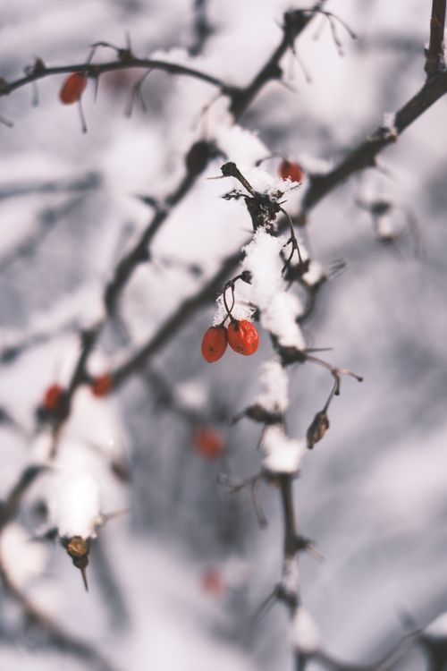 Free Close-up of red berries on snowy branches during winter. Stock Photo