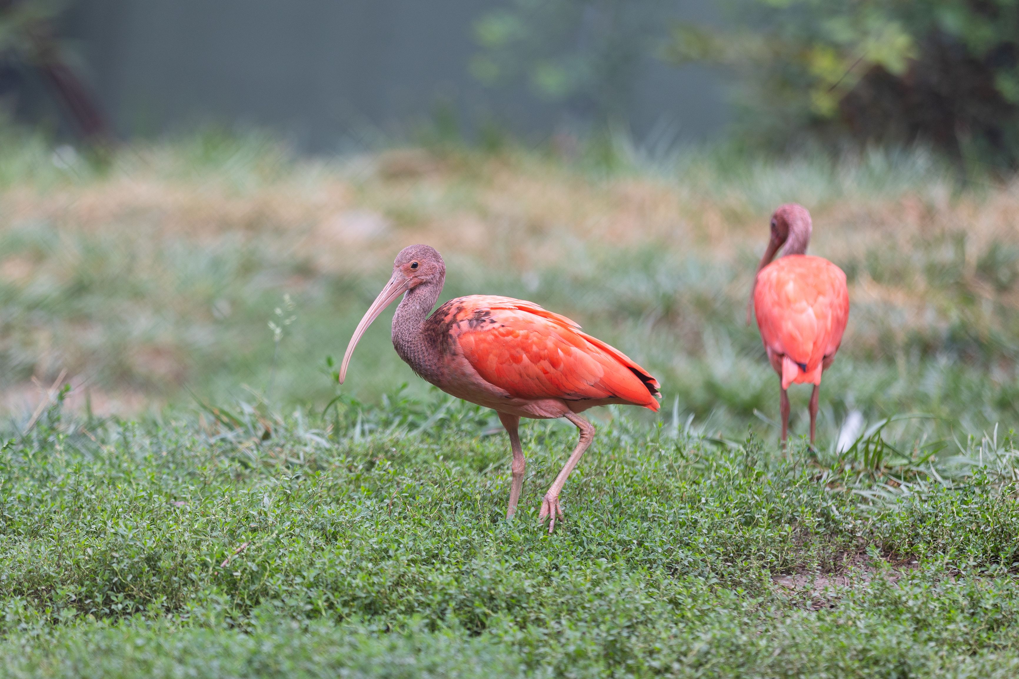 scarlet-ibis-in-lush-green-habitat-free-stock-photo
