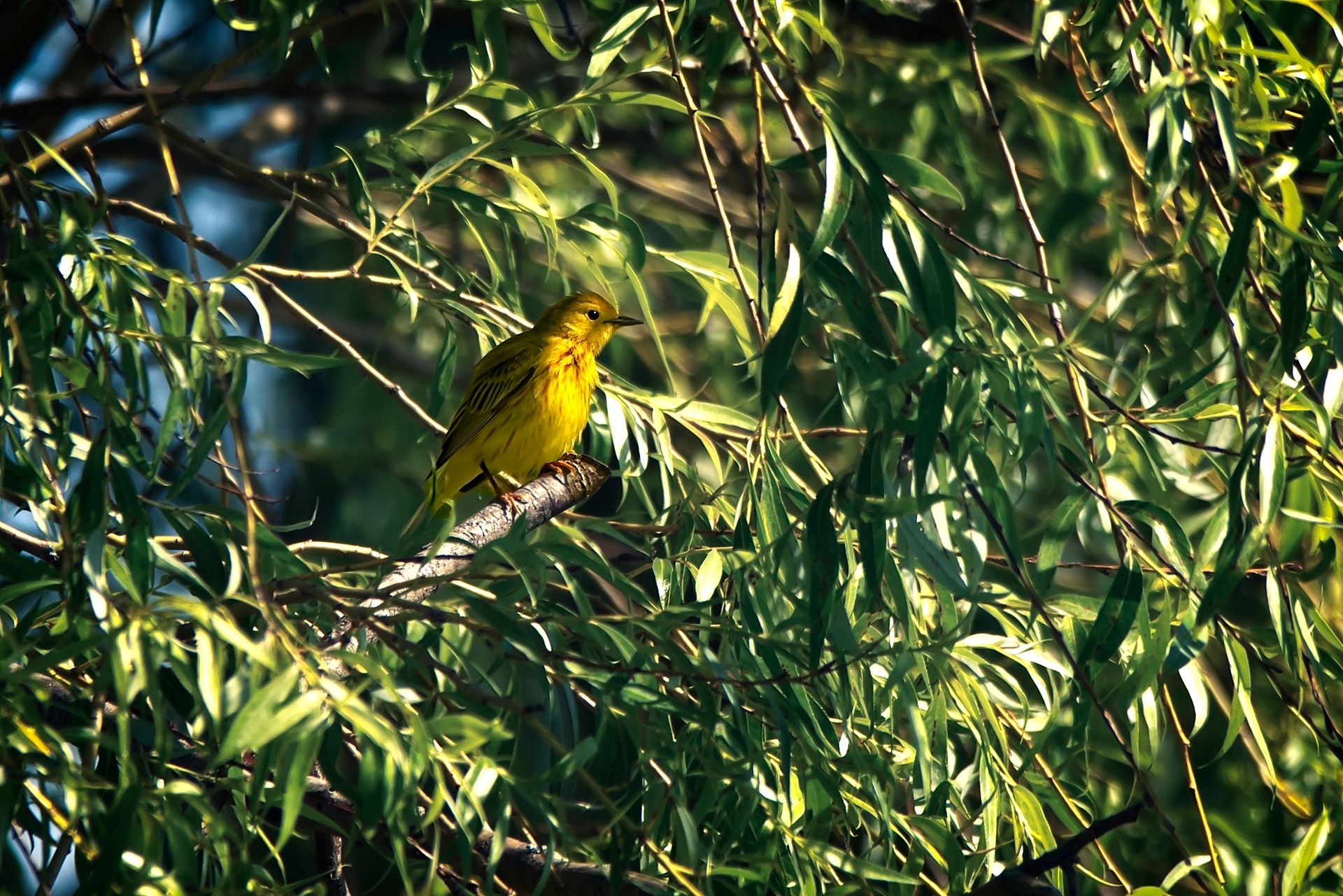 Free stock photo of bird, warbler, yellow warbler