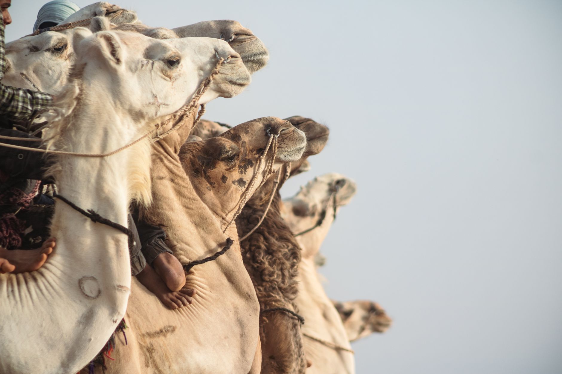 A line of camels ridden by people, captured in profile against a clear sky.