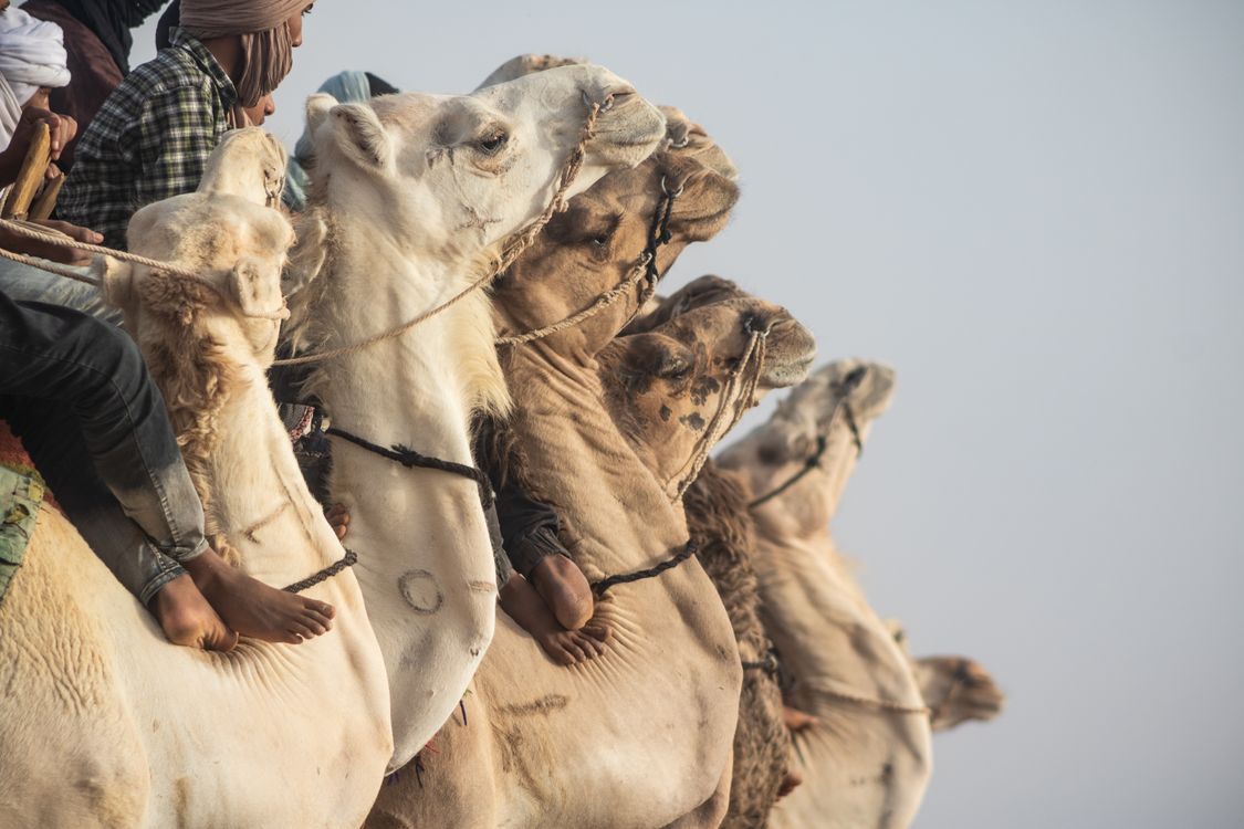 Majestic Camel Ride in Desert Landscape · Free Stock Photo