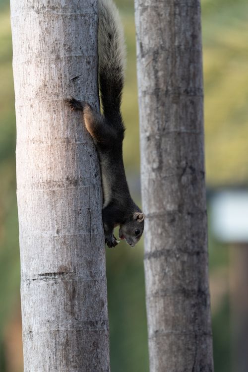 Free A squirrel descending a palm tree in an outdoor natural setting. Stock Photo