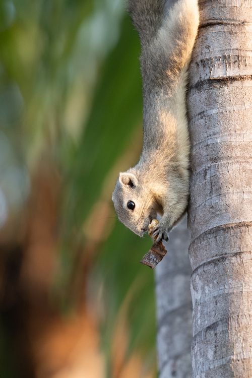 Free Close-up of a squirrel climbing a tree in natural daylight, showcasing agility. Stock Photo