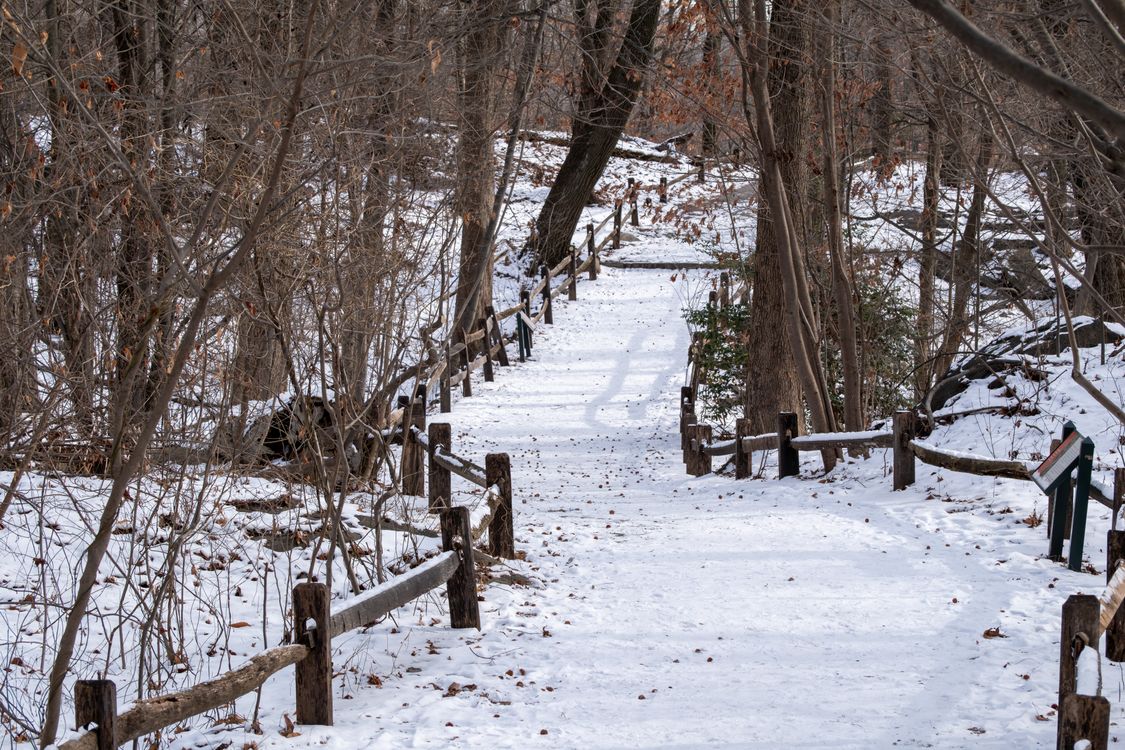 Winter Path Through Snowy Forest Trail · Free Stock Photo