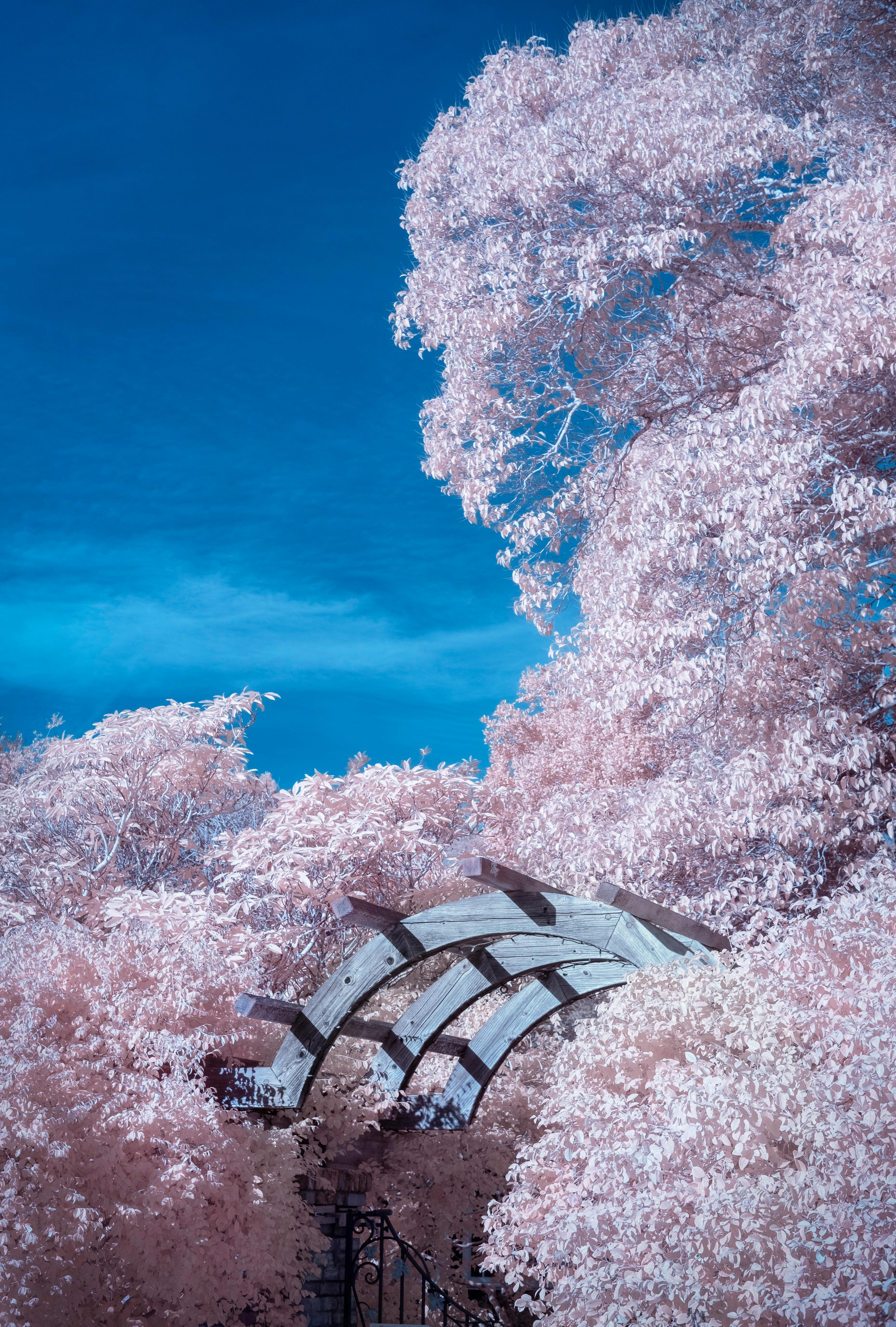 A serene garden scene with pink foliage and wooden arch captured in infrared.