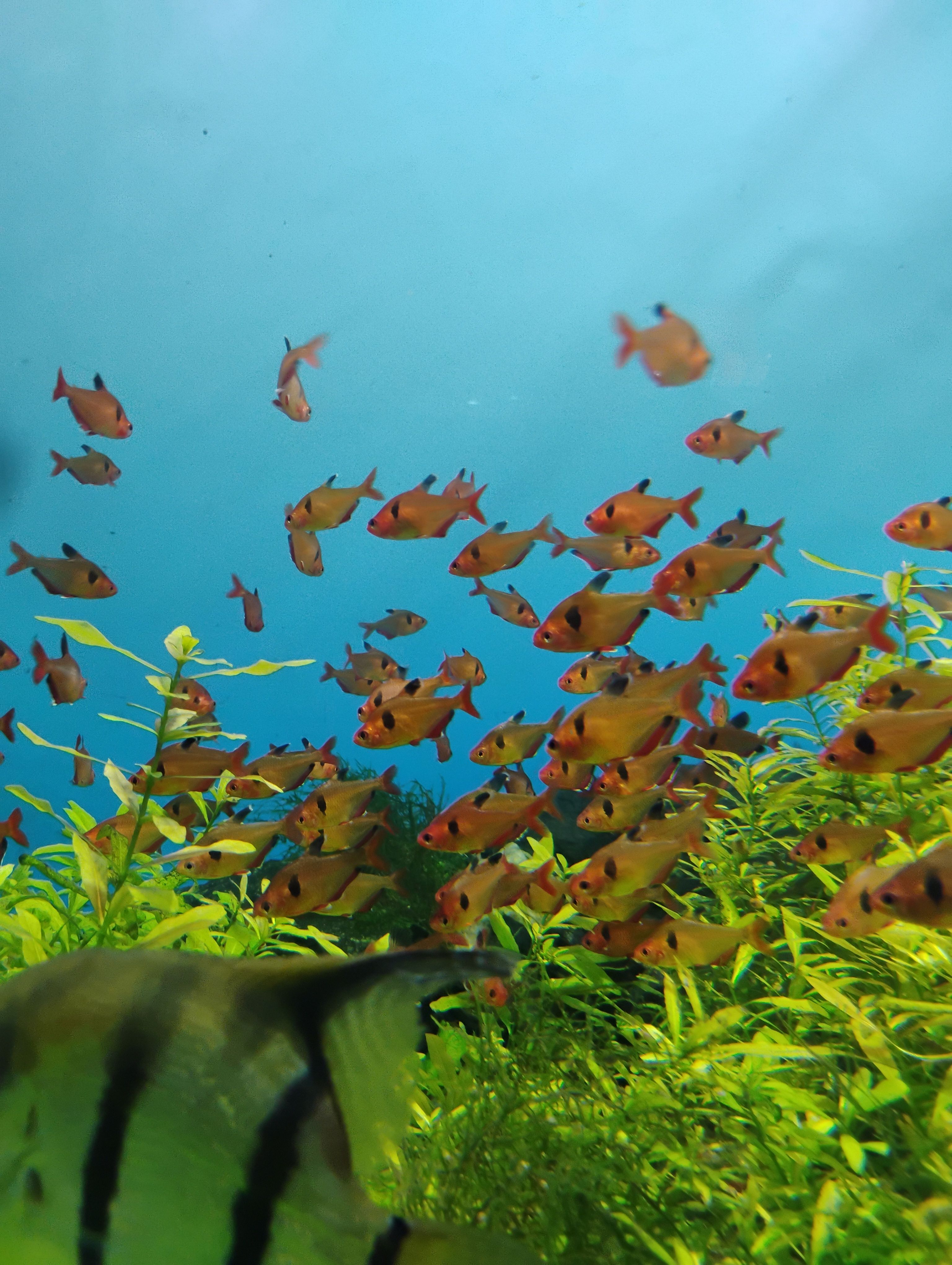 How to Cycle a Fish Tank: Fishless Nitrogen Cycle Guide