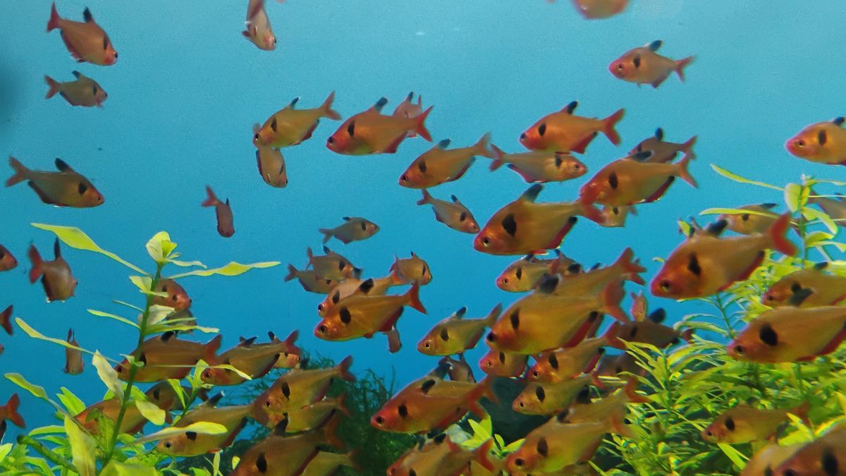 How to Cycle a Fish Tank: Fishless Nitrogen Cycle Guide