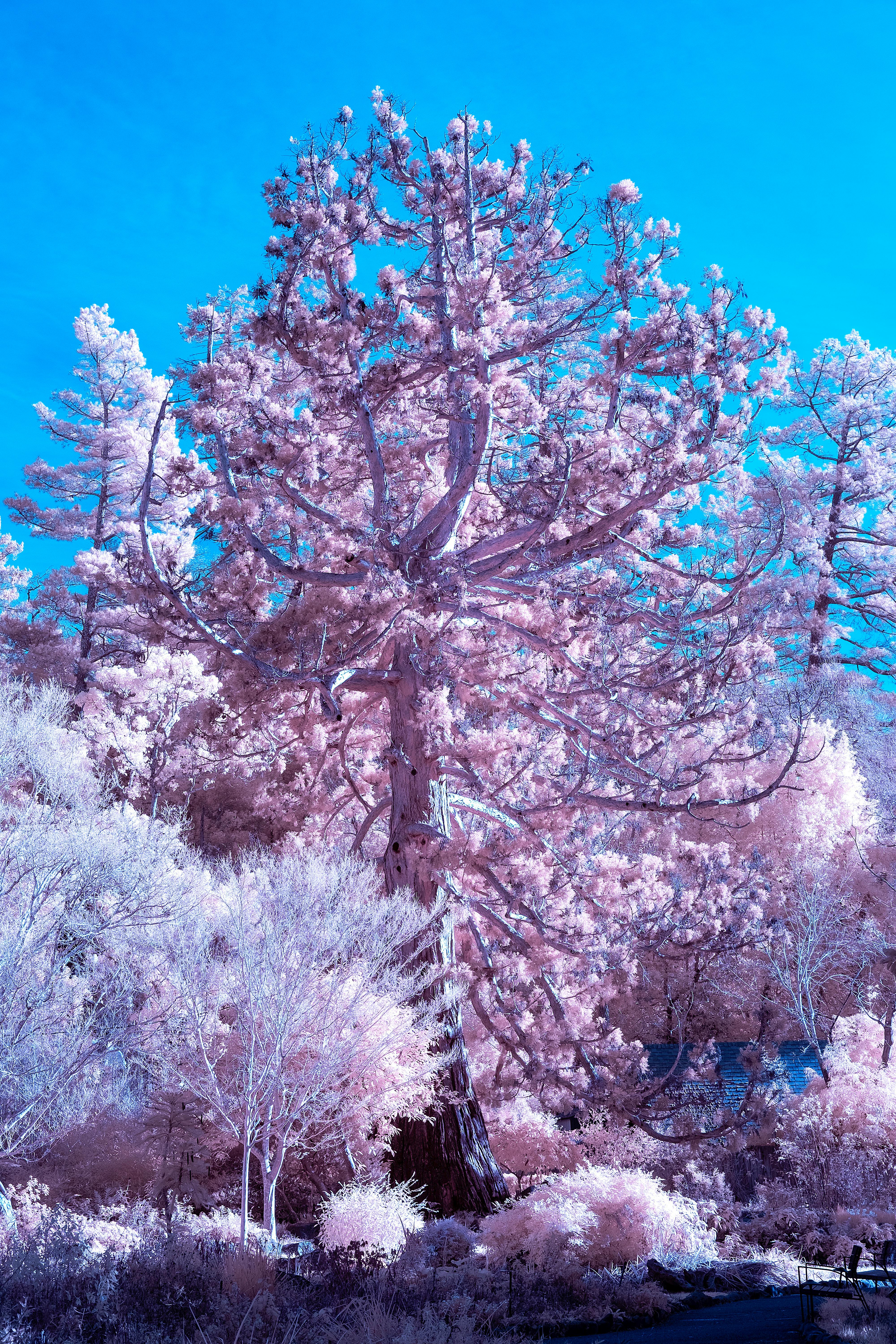 A surreal view of a forest in infrared light, capturing ethereal pink tones.
