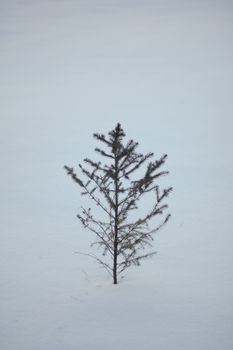 A solitary pine tree stands in a peaceful snowy field during winter.