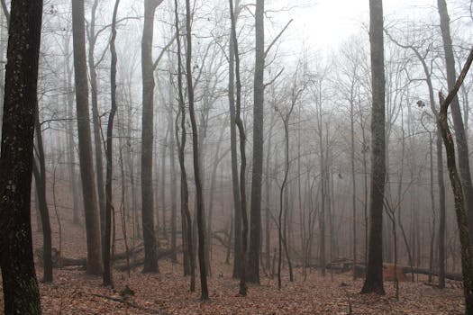 Mystical foggy forest with bare trees and autumn leaves on the ground.
