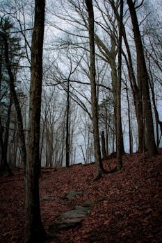 A moody forest with fog enveloping leafless trees along a rustic hiking trail.